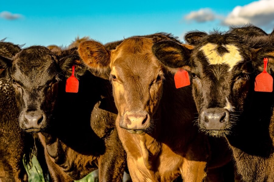 Cattle with ear tags in pasture