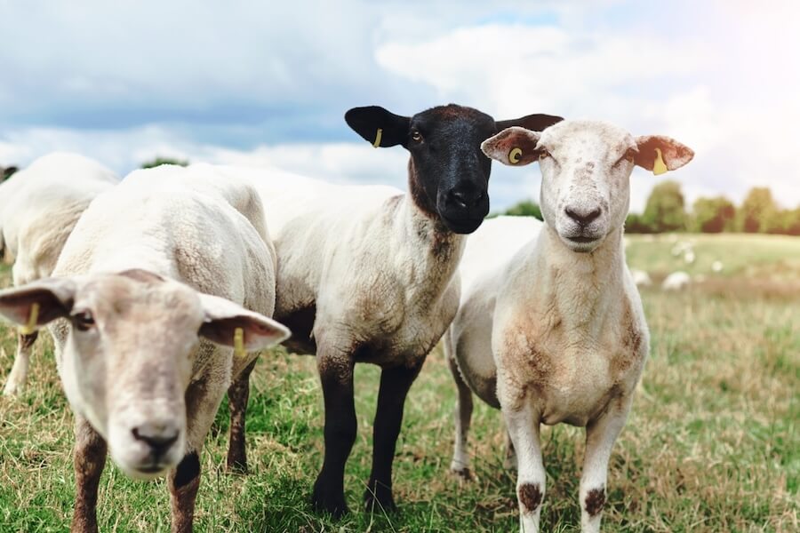 Sheep with ear tags in a pasture